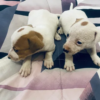 Pet - Ad posted by maatlametlomasiga gmail.com