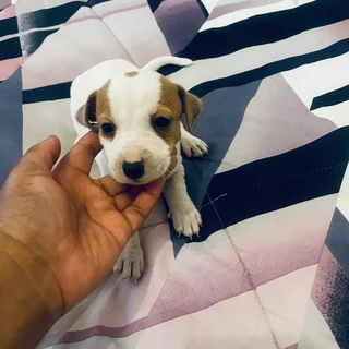 Pet - Ad posted by maatlametlomasiga gmail.com