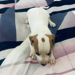 Pet - Ad posted by maatlametlomasiga gmail.com