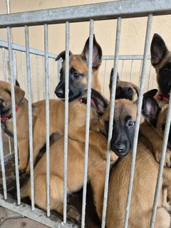 Belgian malls shepherd