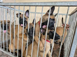 Belgian malls shepherd