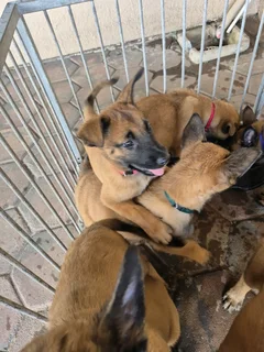 Belgian malls shepherd