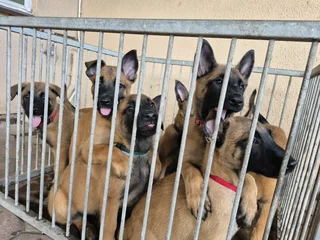 Belgian malls shepherd