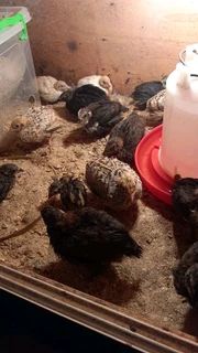 Jumbo coturnix quail