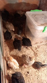 Jumbo coturnix quail