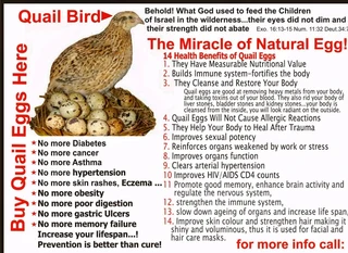 Jumbo coturnix quail
