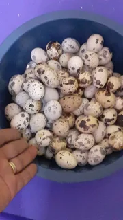 Fertile jumbo coturnix  quail eggs