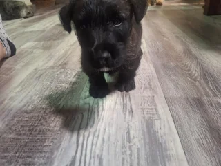 Brindle Scottish Terier