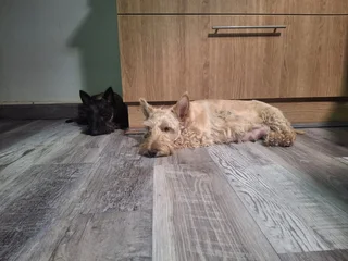 Brindle Scottish Terier