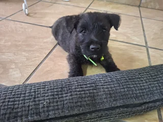 Brindle Scottish Terier