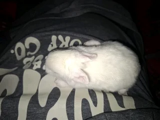 Baby bunny blue eyes