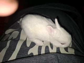 Baby bunny blue eyes