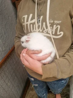 Baby dwaft bunny blue eyes