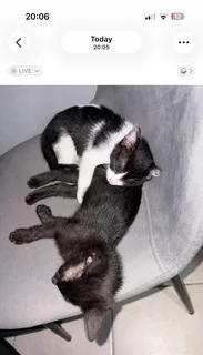 Kittens - Ad posted by T