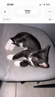 Kittens - Ad posted by T