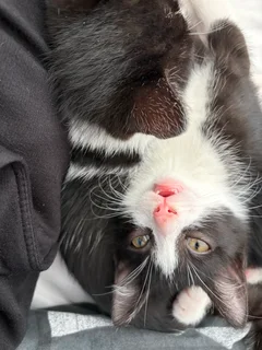 Kittens - Ad posted by T