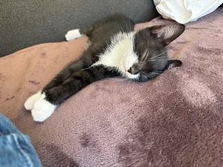 Kittens - Ad posted by T