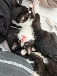 Kittens - Ad posted by T