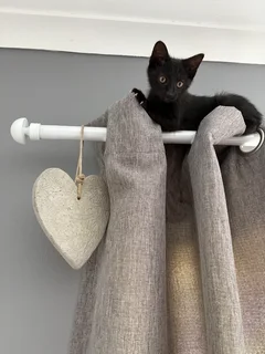 Kittens - Ad posted by T