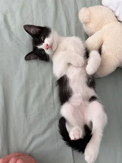 Kittens - Ad posted by T