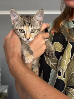 Kittens - Ad posted by T