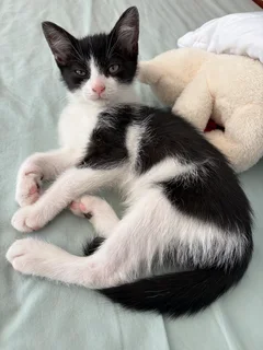 Kittens - Ad posted by T