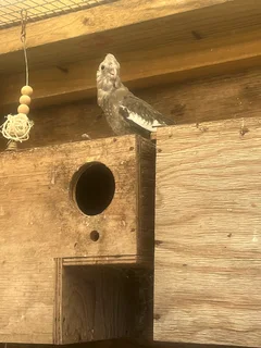 Budgies, finch, cockatiel