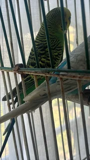 Budgies for sale