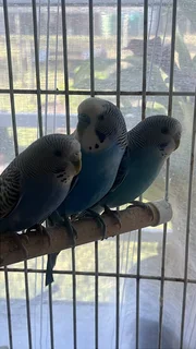 Budgies for sale