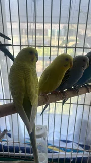 Budgies for sale
