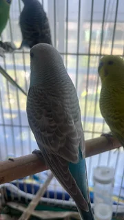Budgies for sale