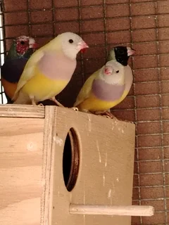 Gouldians - Ad posted by willem myburgh