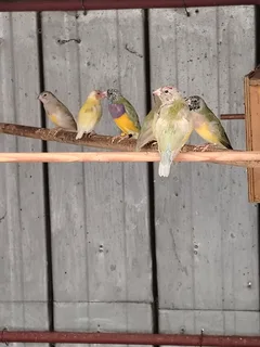 Gouldians - Ad posted by willem myburgh