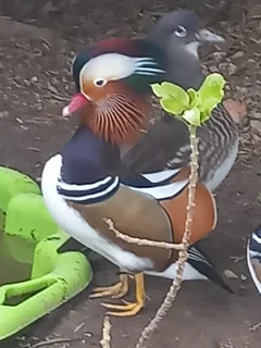 Mandarin Ducks