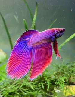 Want to BUY a BETA MALE fish