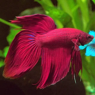 Want to BUY a BETA MALE fish