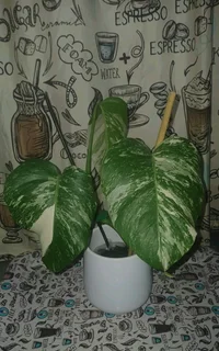 Monstera Albo