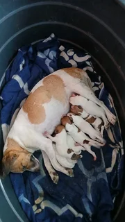 Jack russel puppies