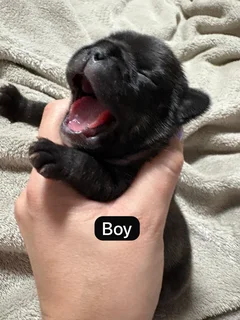 French Bulldog Puppies