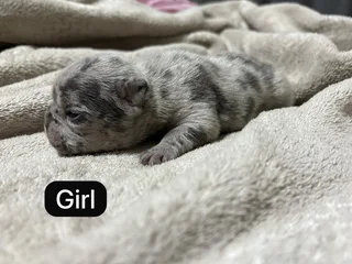 French Bulldog Puppies