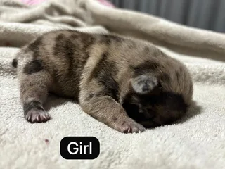 French Bulldog Puppies