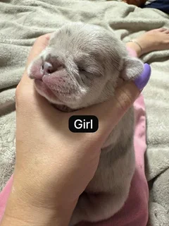 French Bulldog Puppies