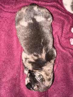 French Bulldog Puppies