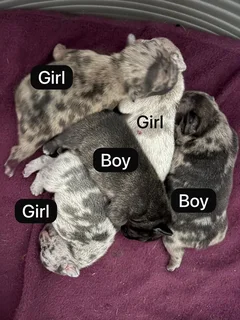 French Bulldog Puppies