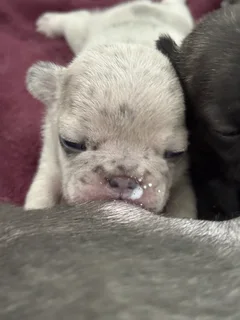 French Bulldog Puppies