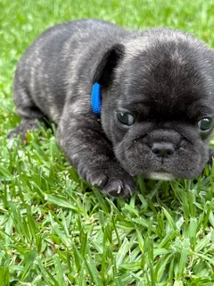 French Bulldog Puppies