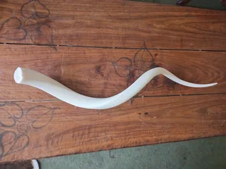 White kudu horn inners