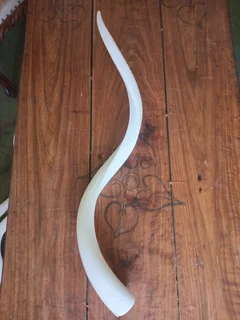 White kudu horn inners