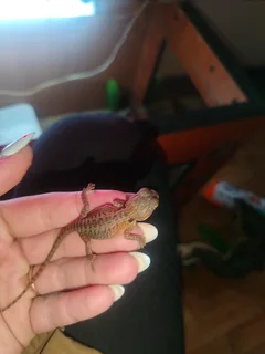 Baby bearded dragons