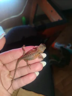 Baby bearded dragons